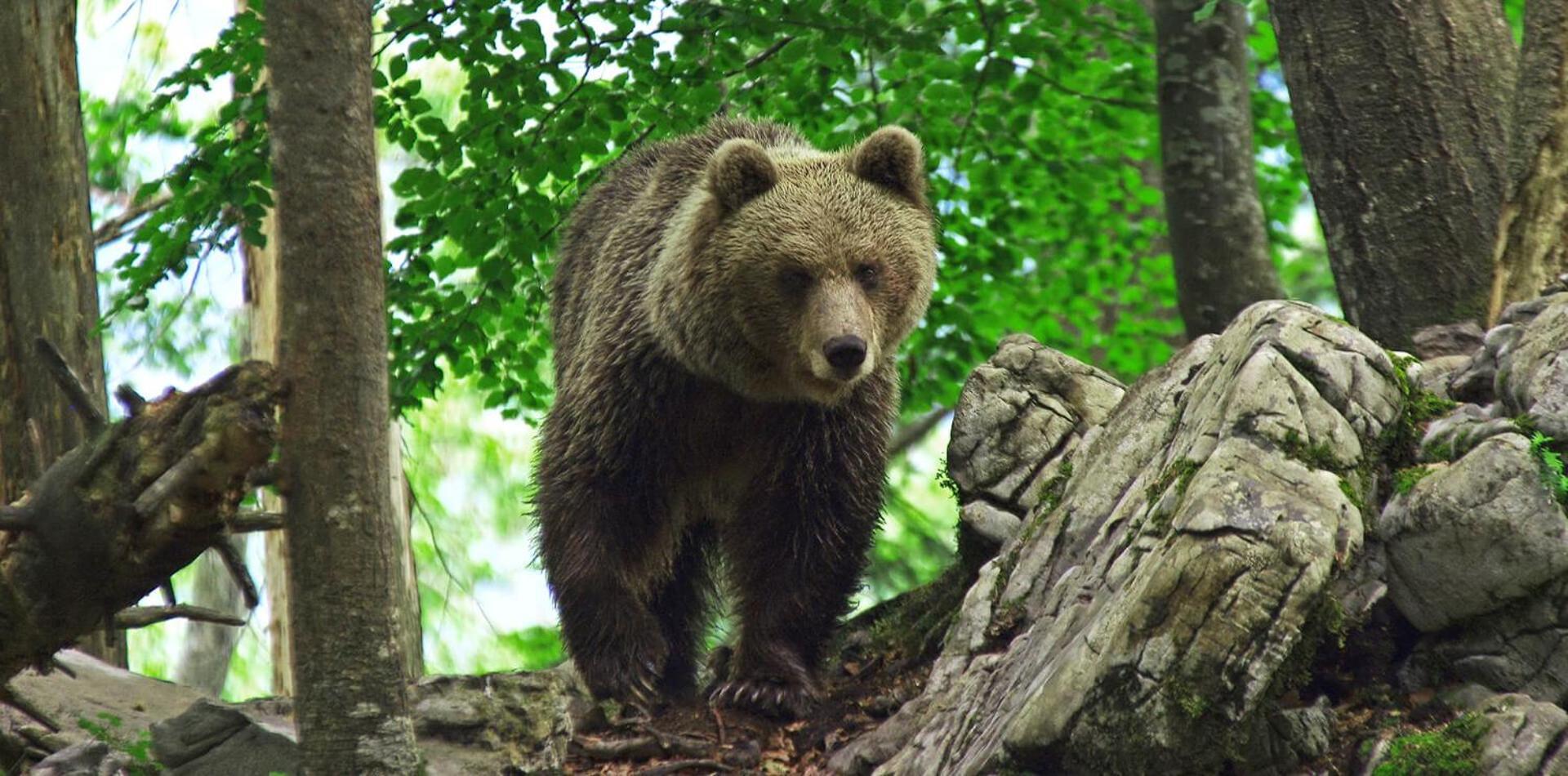 Cherry House - Cosy House - Ideal For Bear Watching, In The Neighborhood Of The Medieval Sneznik Castle Stari Trg pri Lozu Zewnętrze zdjęcie